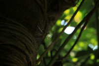 /album/kuranda/img-2876-800x533-jpg/